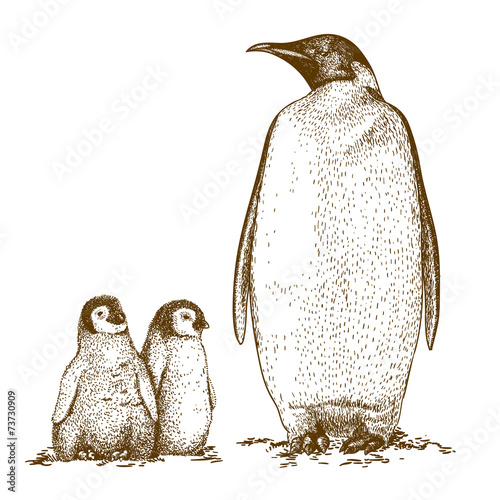 Engraving antique illustration of three king penguins