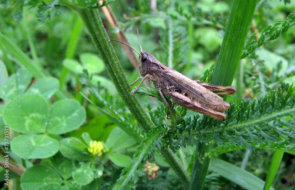Grasshopper.