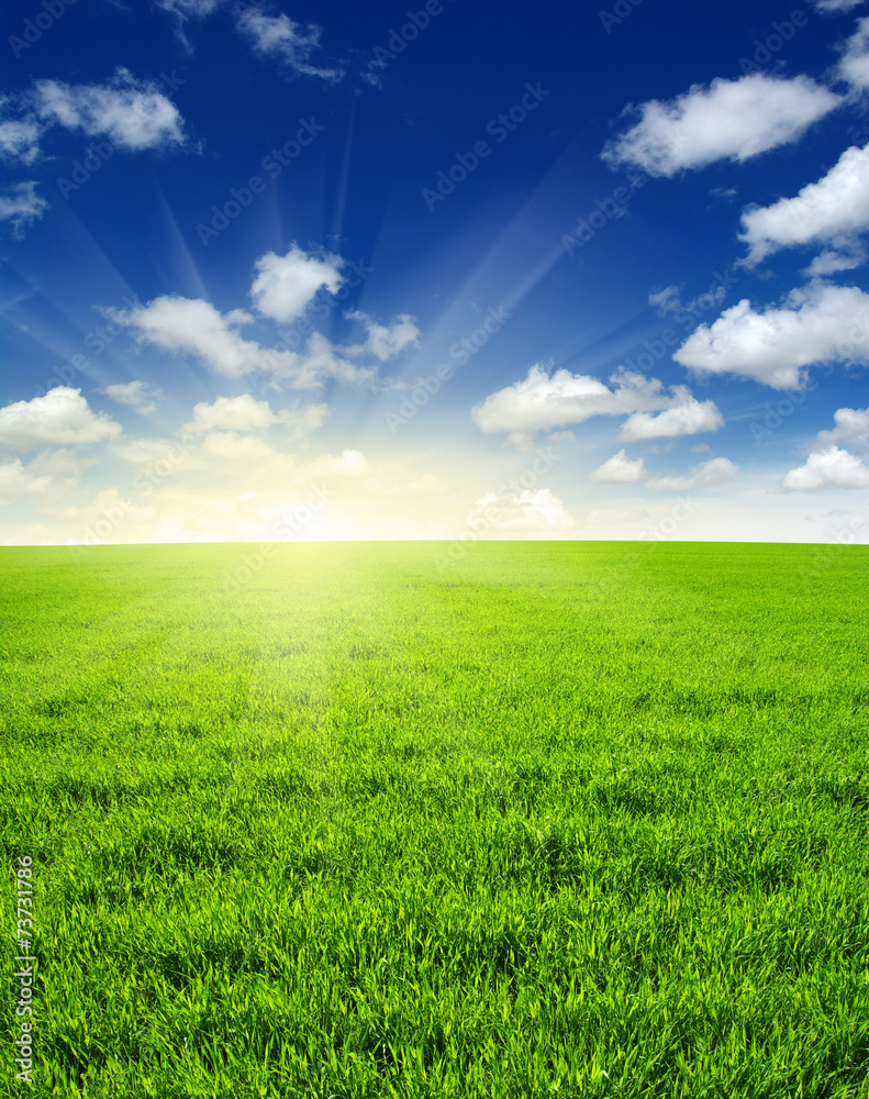 field and sun