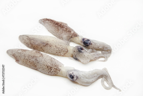 Squid photo