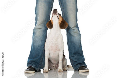 Fototapeta Naklejka Na Ścianę i Meble -  Beagle sitzt zwischen Beinen