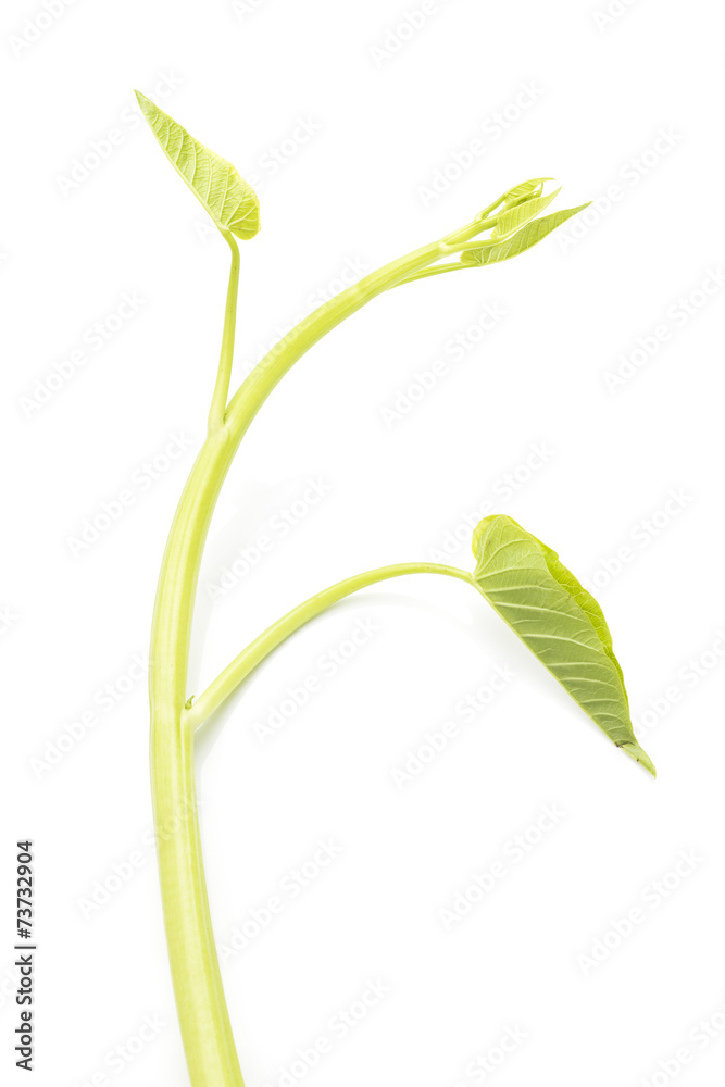 morning glory, vegetable, on white background morning glory, vegetable, on white background