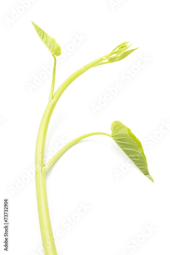 Wallpaper Mural morning glory, vegetable, on white background Torontodigital.ca