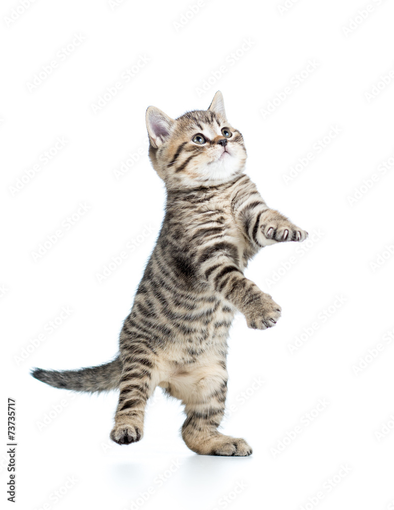 Fototapeta premium playful scottish kitten looking up on white background