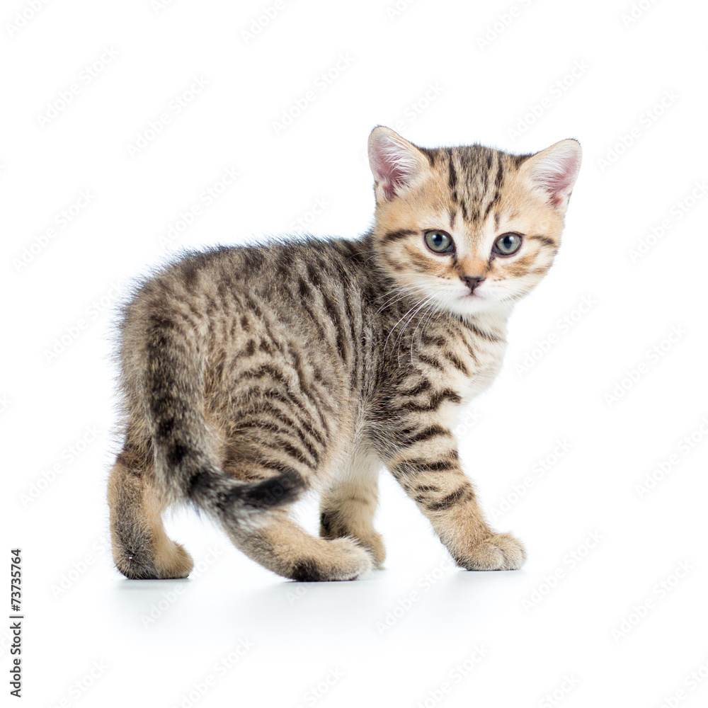 playful kitten cat isolated on white