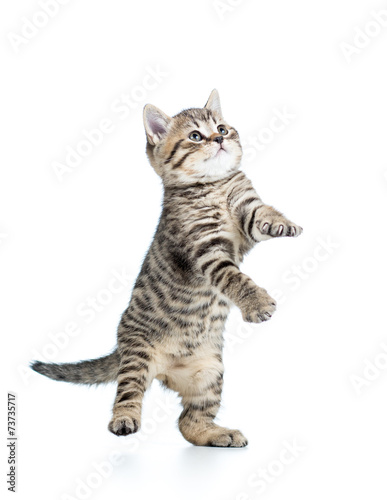 playful scottish kitten looking up on white background