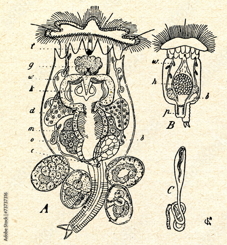 Принти на полотні Rotifers Brachionus arceolaris (A-female, B-male)
