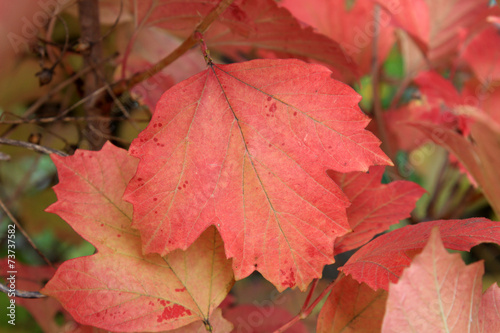 Autumn colors. Red leaf of viburnum