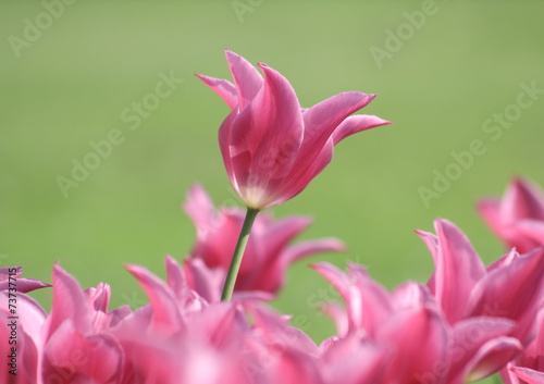 Rosa Tulpe im Gegenlicht