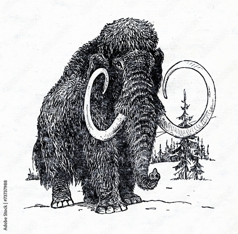 Fototapeta premium Woolly mammoth (Mammuthus primigenius)