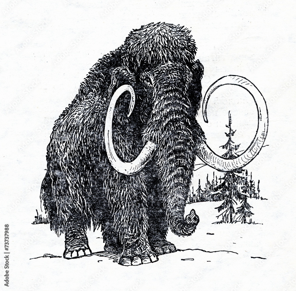 Naklejka premium Woolly mammoth (Mammuthus primigenius)