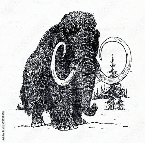 Fotografie Woolly mammoth (Mammuthus primigenius)