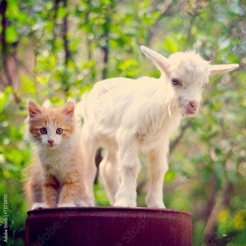 kitten and kid
