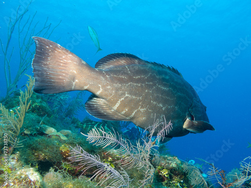 black grouper (Mycteroperca bonaci), cuba photo