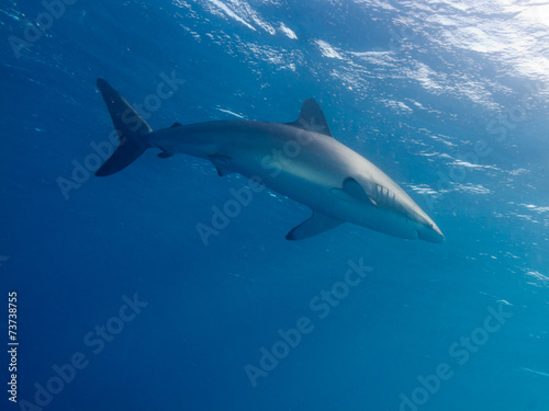 Silky shark (Carcharhinus falciformis) in water photo