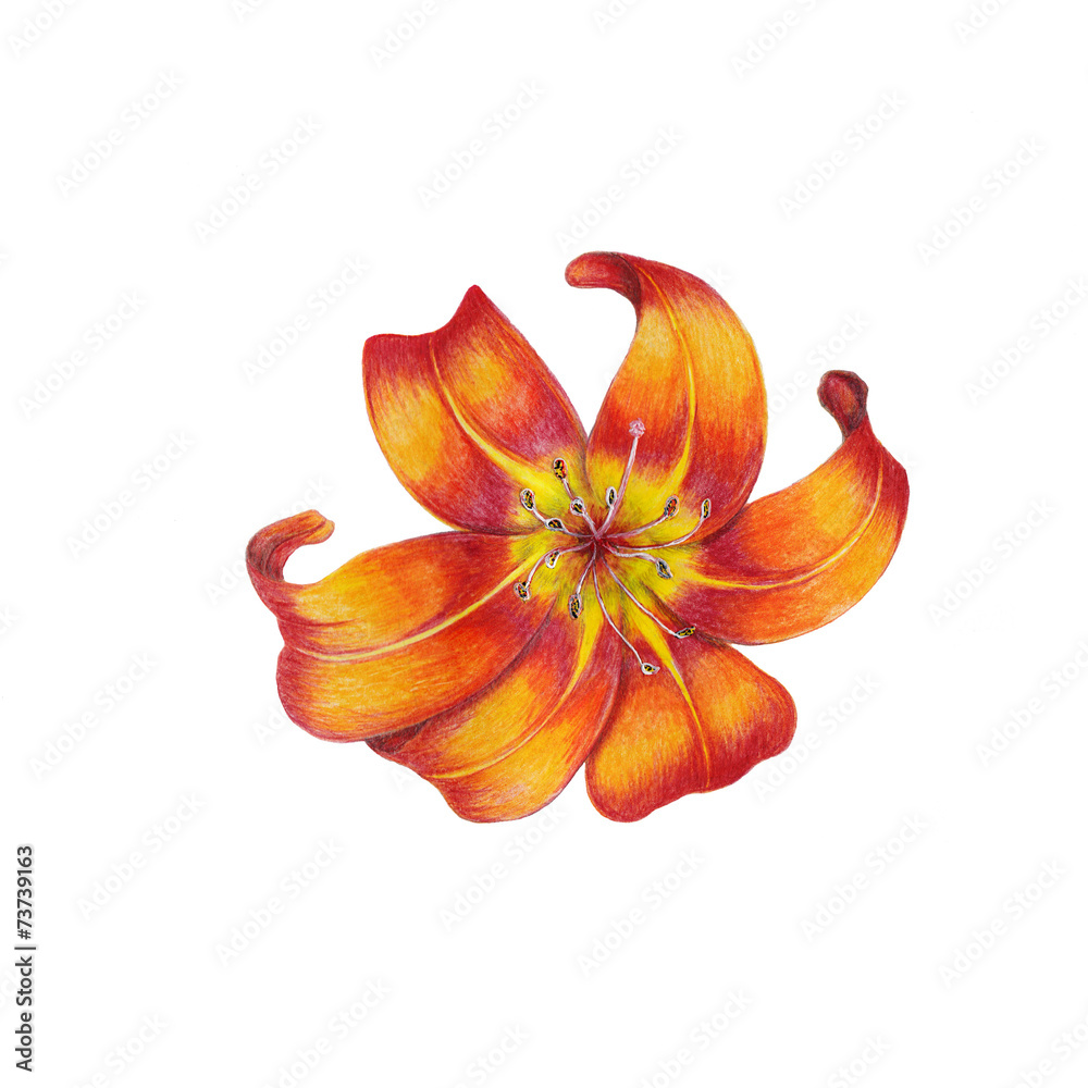 Obraz premium Lily