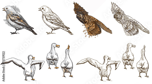 polar animals (birds) - coloring book