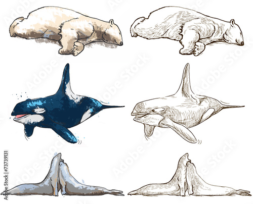 polar animals (mammals) - coloring book