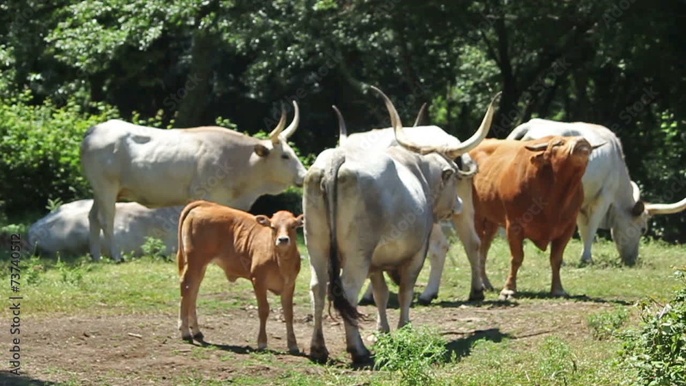 Cows and calves Cows and calves