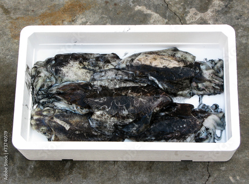 Mediterranean fresh cuttlefish