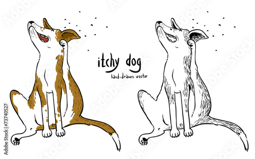 itchy dog