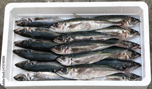 Mediterranean fresh horse mackerel