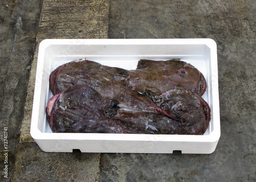 fresh mediterrean  monkfish