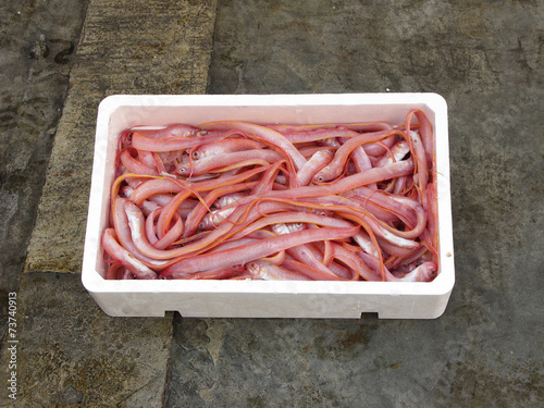 fresh mediterranean Red bandfish