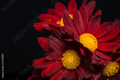 Fototapeta Naklejka Na Ścianę i Meble -  macro composition of red velvet chrysanthemum flowers on black b