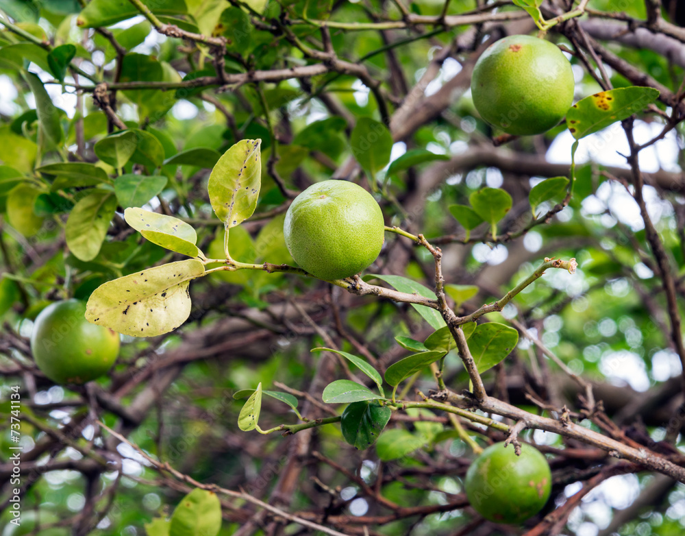 Lime tree