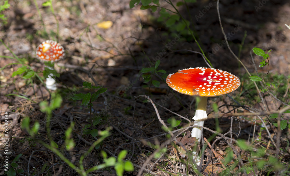 Amanita muscaria. mushroom in the forest
