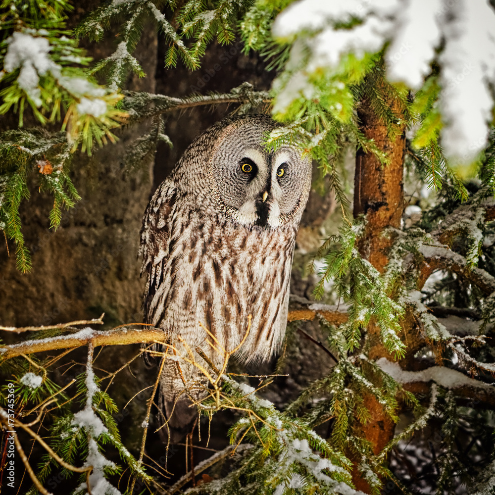 Fototapeta premium Big grey owl at tree in winter