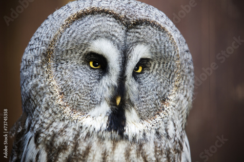 Great Grey Owl.