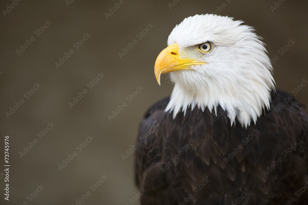 Bald headed eagle, side profile.