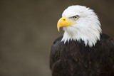 Bald headed eagle, side profile.