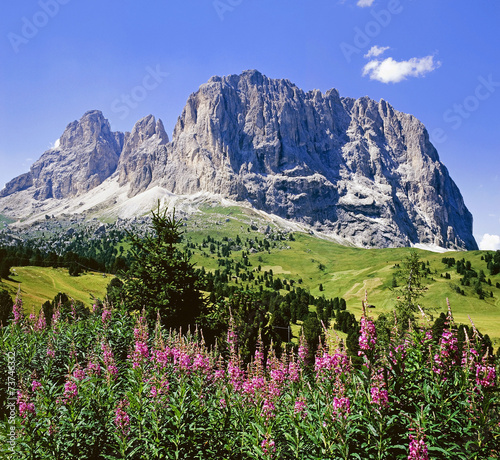 Bergblumen vor Sella-Gruppe, Dolomiten, Südtirol © traveldia