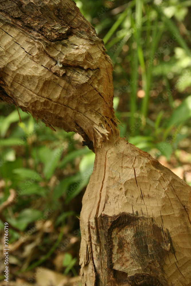 Vom Biber gefällter Baum mit typischen Fraßspuren Vom Biber gefällter Baum mit typischen Fraßspuren