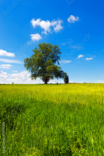 Field Tree and Blue Sky