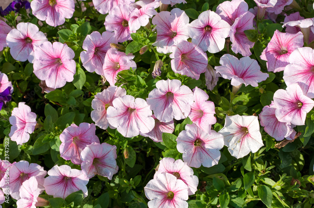 Lots of colorful petunia flowers close up Lots of colorful petunia flowers close up