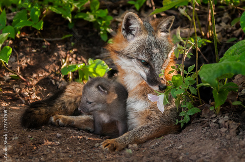 Grey Fox (Urocyon cinereoargenteus) Vixen Sniffs Flower with Kit