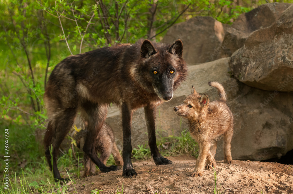 Black Wolf (Canis lupus) and Pups Stand at Den Entrance Black Wolf (Canis lupus) and Pups Stand at Den Entrance