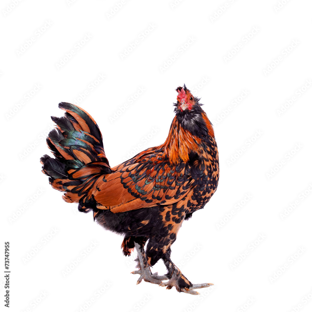 Fototapeta premium Pavlovian breed Rooster on white