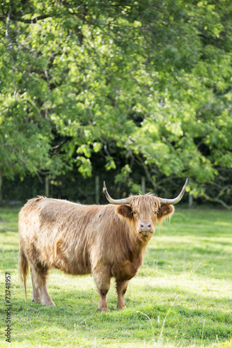Highland Cattle (Bos Taurus) in a field. 