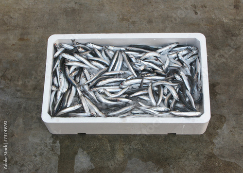 Fresh anchovies of the Mediterranean