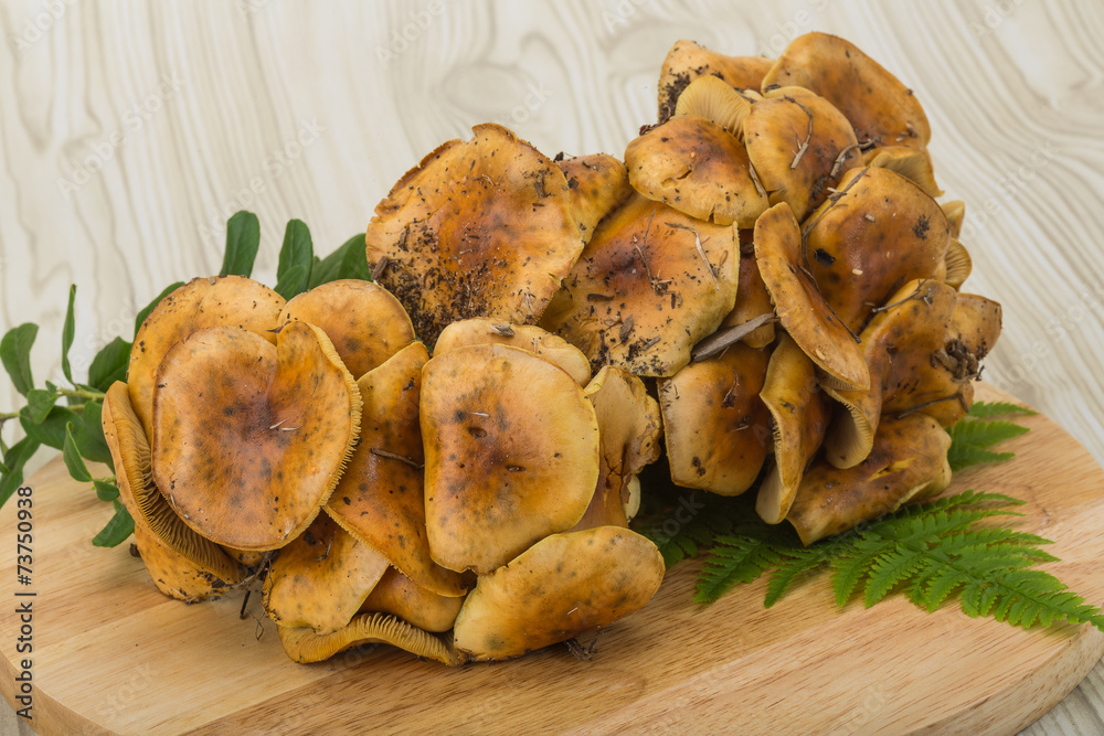 Fototapeta premium Armillaria