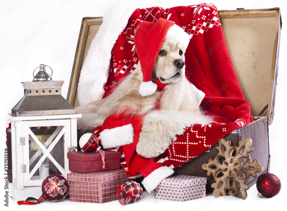 Obraz premium christmas dog wearing a santa hat