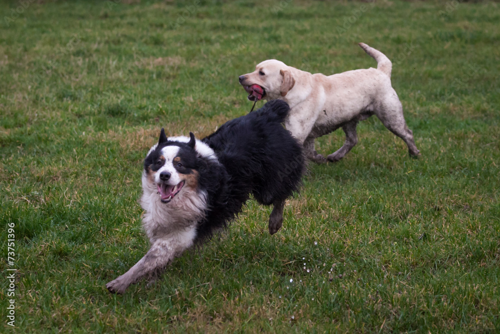 Dogs Running and Playing