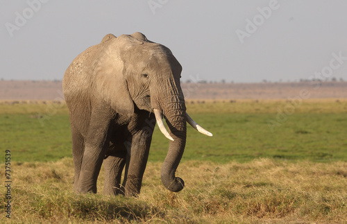 Elefant in Afrika