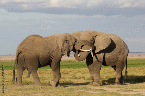 k  mpfende Elefanten