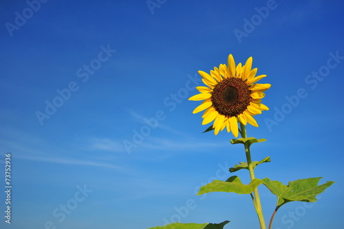 Sunflower with Blue Sky Backgrounds